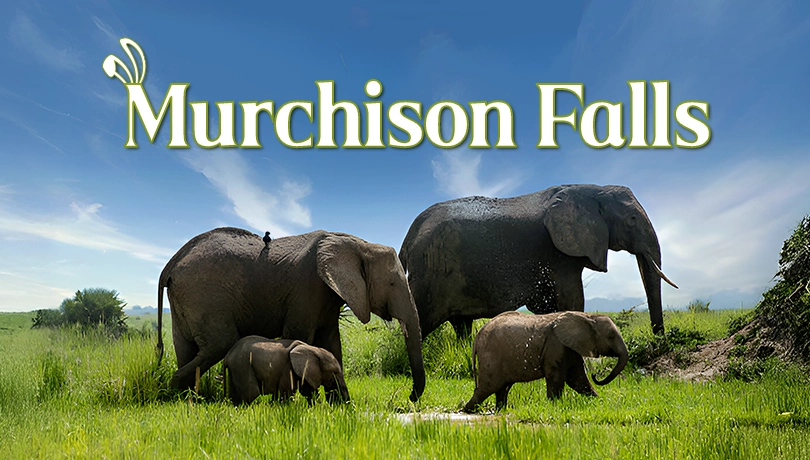 Murchison Falls Safari Adventure