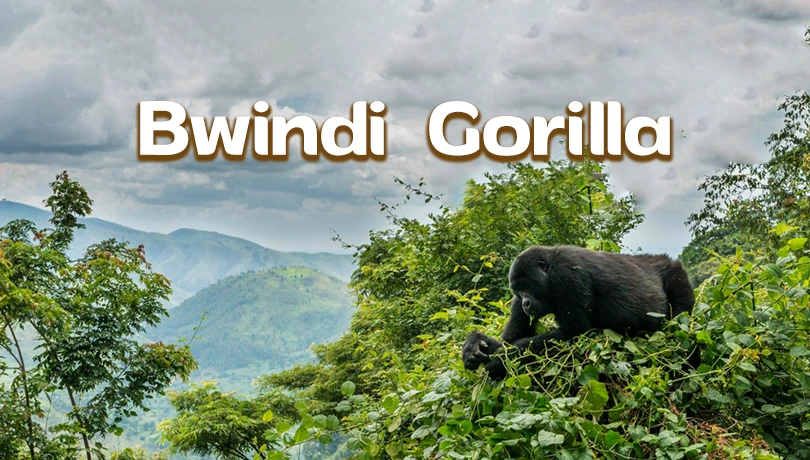 Bwindi Gorilla Expedition