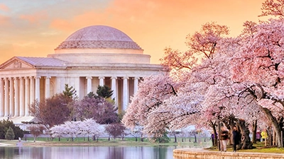 Cherry Blossom Charm Experience Washington D.C.