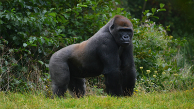 7 DAYS MOUNTAIN GORILLA & CHIMPANZEE TREKKING SAFARI RWANDA