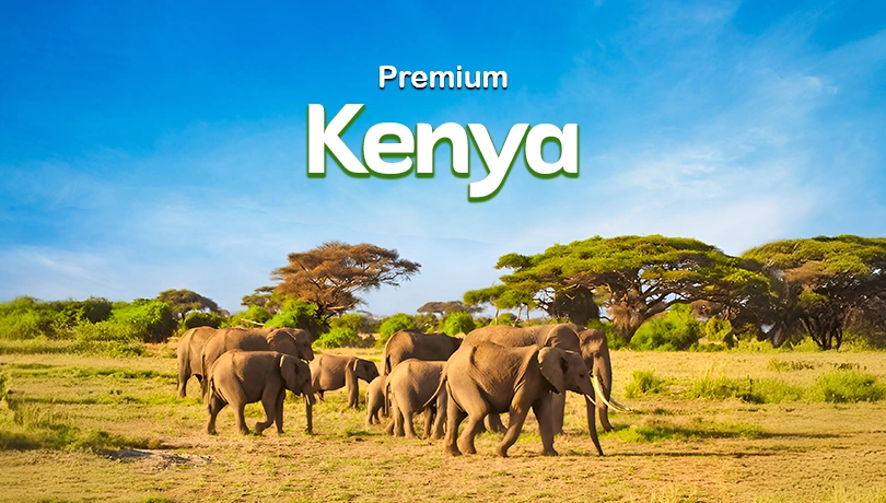 KENYA Nairobi-Amboseli-Elementaita-Masimara - (Premium)