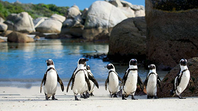 Cape Town 4 Nights & 5 Days