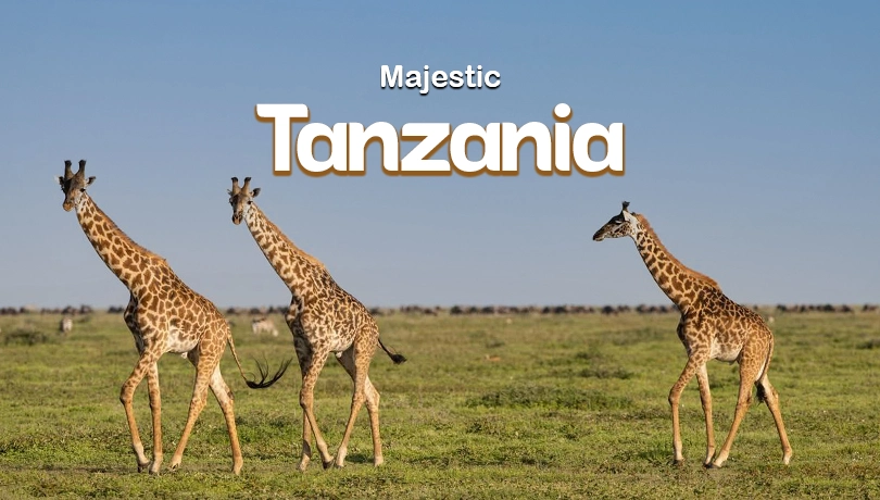 Majestic Tanzania A Safari Through Tarangire, Serengeti & Ngorongoro